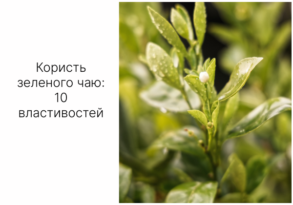 КОРИСТЬ ЗЕЛЕНОГО ЧАЮ: 10 ВЛАСТИВОСТЕЙ